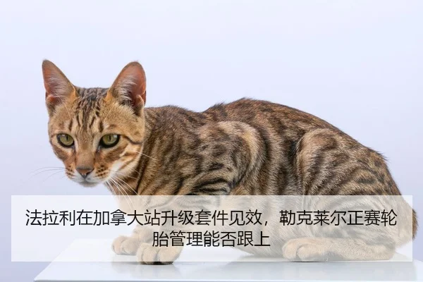 fa-la-li-zai-jia-na-da-zhan-sheng-ji-tao-jian-jian-xiao-lei-ke-lai-er-zheng-sai-lun-tai-guan-li-neng-fou-gen-shang-2-936.jpg